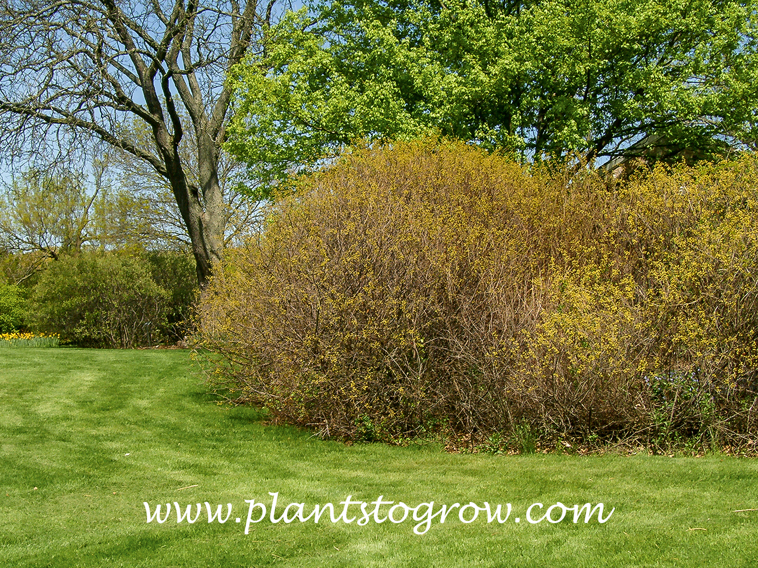 Fragrant Sumac (Rhus aromatica)
In early May, a large shrub was blooming beautifully.